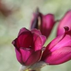 Dierama pulcherrimum 'Merlin'