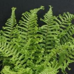 Dryopteris filix-mas 'Cristata The King' - Foug�re m�le The King