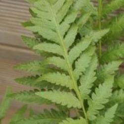 Woodwardia frimbriata 