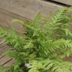 Woodwardia frimbriata 