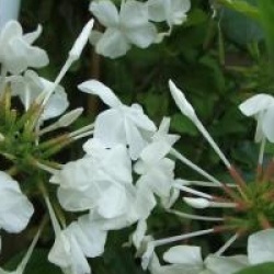 Plumbago auriculata f. alba