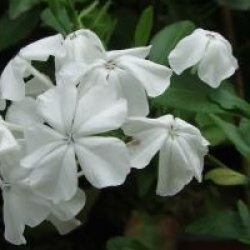 Plumbago auriculata f. alba