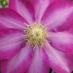 Clematis 'Asao'