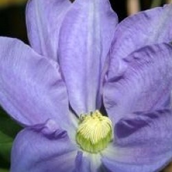 Clematis 'Fuji Musume'