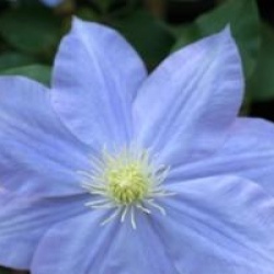 Clematis 'Fuji Musume'