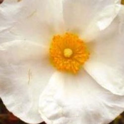 Cistus x corbariensis  - Ciste des Corbi�res