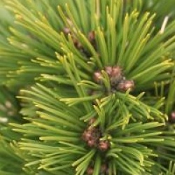 Pinus strobus 'Minima'