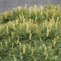 Pinus strobus 'Minima'
