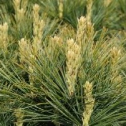 Pinus strobus 'Minima'