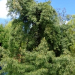 Pinus strobus 'Pendula' - Pin de Weymouth pleureur 