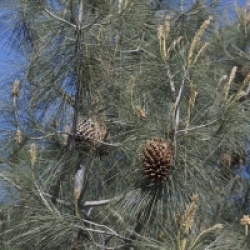 Pinus sabiniana