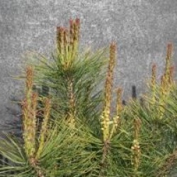 Pinus densiflora 'Alice Verkade'