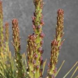 Pinus densiflora 'Alice Verkade'