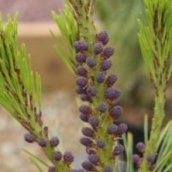 Pinus densiflora 'Alice Verkade'