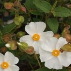 Cistus x corbariensis 