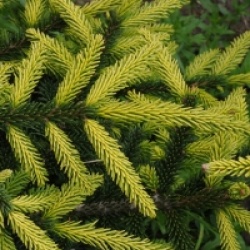 Picea orientalis 'Aureospicta' - �pic�a dor� Aureospicta