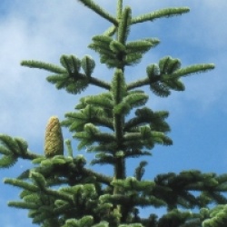 Abies procera - Sapin noble