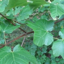 �rable � feuilles d'obier