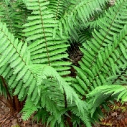 Dryopteris wallichiana