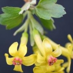 Ribes odoratum - Groseillier Dor�
