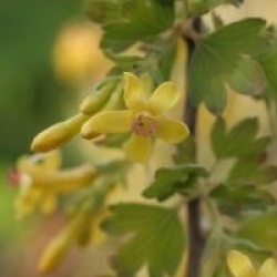 Ribes odoratum