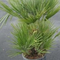Chamaerops humilis  - Palmier nain de M�diterran�e