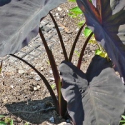Colocasia esculenta 'Black Magic'