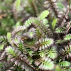 Leptinella squalida Platt's black