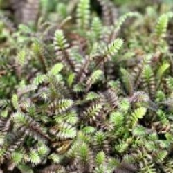 Leptinella squalida 'Platt's black' 