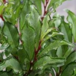 Eurya japonica 'Moutiers'