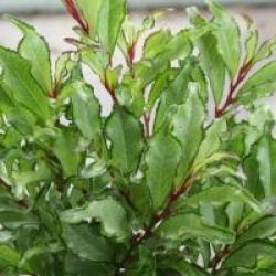 Eurya japonica 'Moutiers'