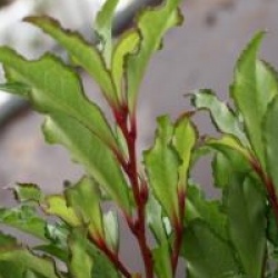 Eurya japonica 'Moutiers'