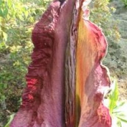 Dracunculus vulgaris - Serpentaire