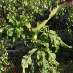 Dracunculus vulgaris