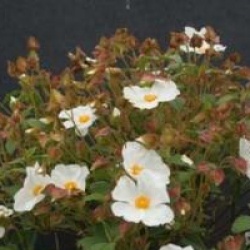 Cistus x corbariensis 