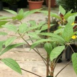 Schefflera hoi - Schefflera hoi