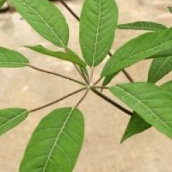 Schefflera hoi