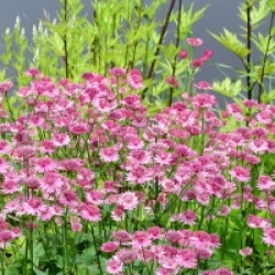 Astrantia major 'Roma' - Astrance Roma