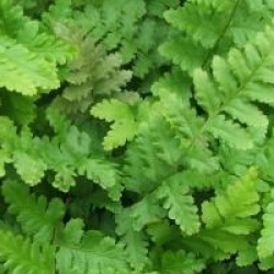 Dryopteris crisp�e