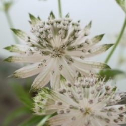 Astrantia major 'Snow Star' �