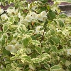 Philadelphus coronarius 'Variegatus'
