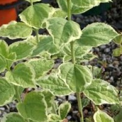 Seringat � feuilles panach�es