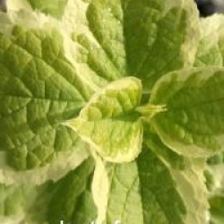 Philadelphus coronarius 'Variegatus'