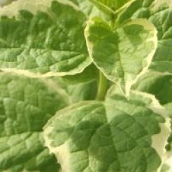 Philadelphus coronarius 'Variegatus'