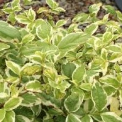 Philadelphus coronarius 'Variegatus'