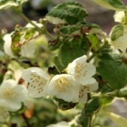 Philadelphus coronarius 'Variegatus'