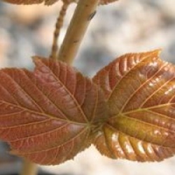 Acer davidii 