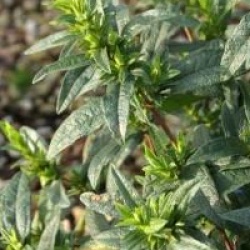 Cistus x dansereaui 'Decumbens'