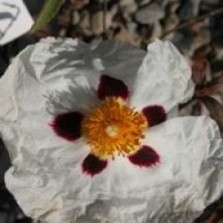 Cistus x purpureus 'Alan Frad' - Ciste Alan Frad