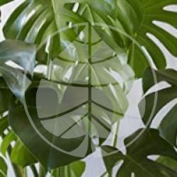 Philodendron pertusum, Monstera deliciosa 'Variegata'